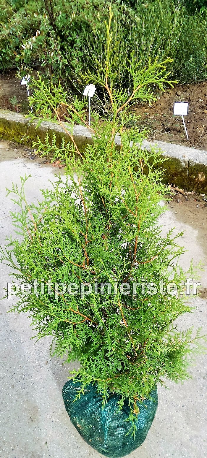 thuja brabant pour haie